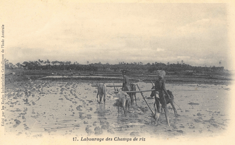 13-02 - Inde du sud - labourage d'un champ de riz